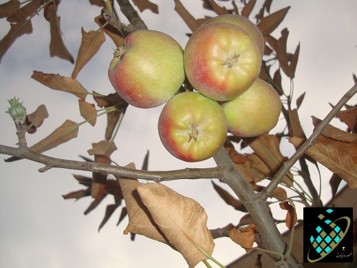 پاییز - درخت  زمستان - شکوفه -Autumn-Spring - Flowers - Tree - Mehrii Vahidi Azar -مهری وحیدی آذر
